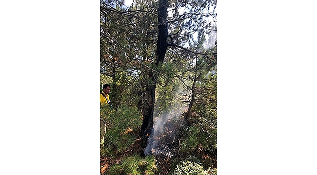 YILDIRIM ORMANI KÜL ETTİ!