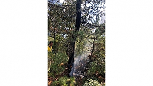 YILDIRIM ORMANI KÜL ETTİ!