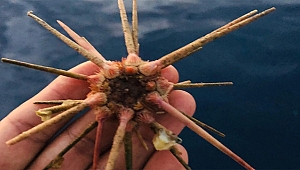 100 METRE DERİNLİKTE OLTASINA TAKILDI