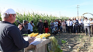 153 BİN 885 DEKAR ALANDA SİLAJLIK MISIR ÜRETİLİYOR