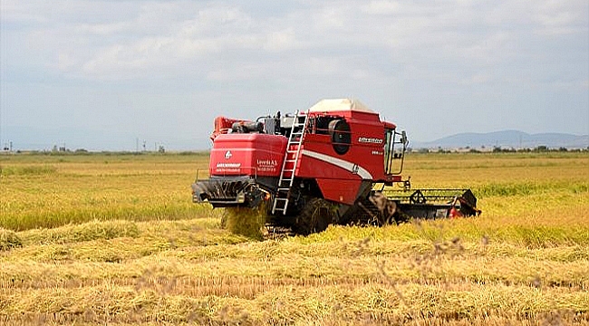BİGA İLÇESİNDE ÇELTİK HASADI BAŞLADI