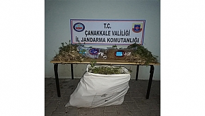 YENİCE'DE KENEVİR OPERASYONU YAPILDI