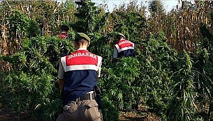 BİGA'DA UYUŞTURUCU OPERASYONU