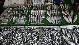 LÜFERİN FİYATI DÜŞÜŞTE