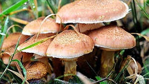 MANTAR ZEHİRLENMELERİNE KARŞI DİKKAT!