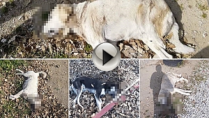 BU VİCDANSIZLAR ACİLEN BULUNMALI!