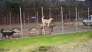 HAYVAN DOSTU BİGA BELEDİYESİ