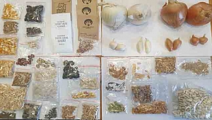 ÇANAKKALE BELEDİYESİ TOHUM SANDIĞI, ÇEŞME YEREL TOHUM TAKAS ŞENLİĞİNE KATILDI