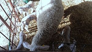 SAĞLIKLI SÜT KOYUNLARI ÇOMÜ'DE YETİŞTİRİLİYOR