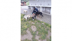 BİGA BELEDİYESİ SOKAK HAYVANLARINI UNUTMUYOR