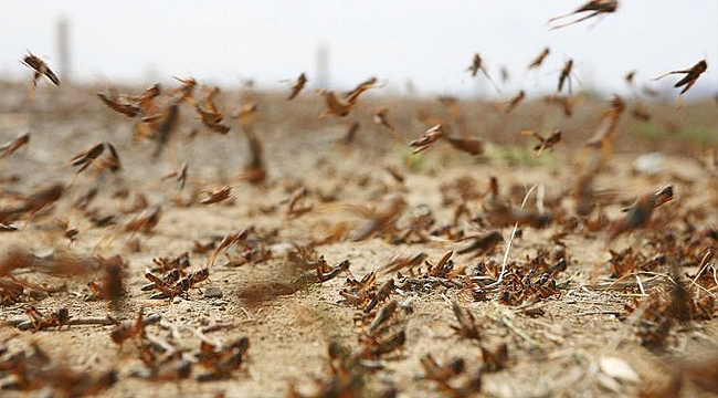 TÜRKİYE, ÇEKİRGE İSTİLASI İLE KARŞI KARŞIYA!
