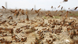 TÜRKİYE, ÇEKİRGE İSTİLASI İLE KARŞI KARŞIYA!