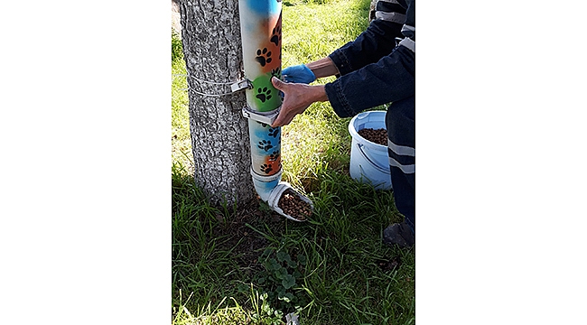 BİGA'DA SOKAK HAYVANLARI YALNIZ DEĞİL