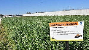 BİN YILLIK MİRAS BİN PINARLI İDA'NIN VERİMLİ TOPRAKLARINDA YEŞERDİ