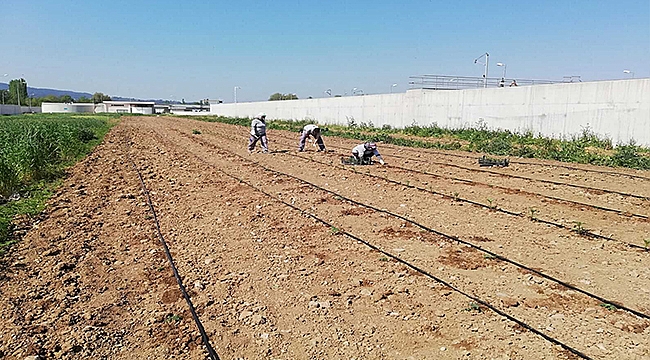 TOHUM SANDIĞI'NDA PEMBE DOMATES BEREKETİ