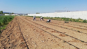 TOHUM SANDIĞI'NDA PEMBE DOMATES BEREKETİ