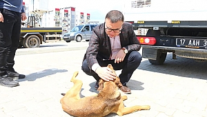 BİR KAMYON DOLUSU MAMA