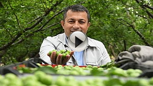 KAYMAKAM ŞAHİN'DEN TARLADA ÇALIŞAN ÇİFTÇİLERE ZİYARET