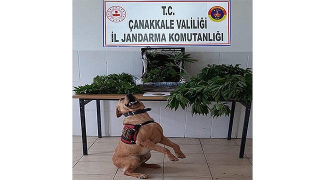 LAPSEKİ'DE 933 KÖK KENEVİR ELE GEÇİRİLDİ!