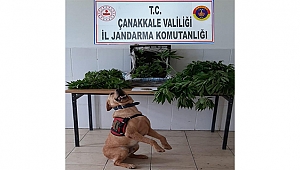 LAPSEKİ'DE 933 KÖK KENEVİR ELE GEÇİRİLDİ!