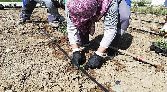 TOPRAKLAR YENİ ÜRÜNLERLE BEREKETLENİYOR