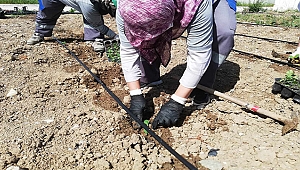 TOPRAKLAR YENİ ÜRÜNLERLE BEREKETLENİYOR