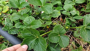 YEREL ÜRÜNLERİN GELİŞTİRİLMESİNE KENTLİLERDEN DESTEK