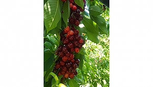 BAYRAMİÇ'TE KİRAZ HASADI BAŞLADI