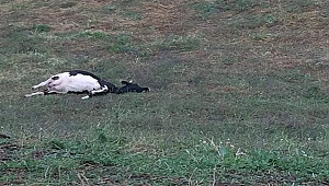 BİGA'DA DÜŞEN YILDIRIM 3 İNEĞİ TELEF ETTİ!