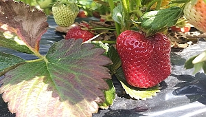 BİGA'DA TARIMIN YENİ GÖZDESİ ÇİLEK