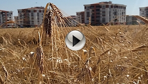 BİN YILLIK MİRAS KARAKILÇIK BUĞDAYLARININ HASADI GERÇEKLEŞTİ