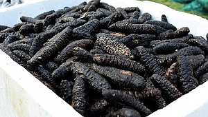 DENİZ PATLICANI KAÇAKÇILARI YAKALANDI!