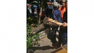 "ERİK DALI GEVREKTİR" ŞARKISI GERÇEK OLDU!