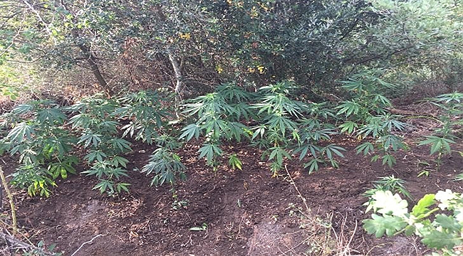 GELİBOLU'DA UYUŞTURUCUYA GEÇİT YOK!