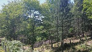 KESTANELER AŞILANMAYA BAŞLANDI