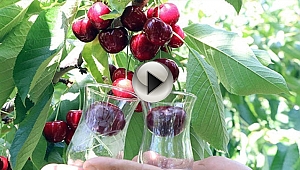 LAPSEKİ 35. KİRAZ YARIŞMASI YAPILDI