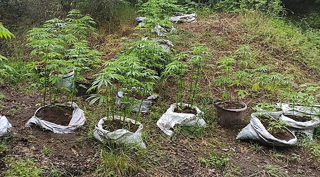 ÜÇ İLÇEDE UYUŞTURUCU OPERASYONU!