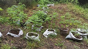 ÜÇ İLÇEDE UYUŞTURUCU OPERASYONU!