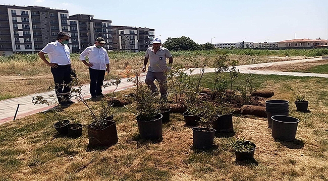 YENİ YEŞİL ALANLAR İÇİN ÇALIŞMALAR HIZLA SÜRÜYOR