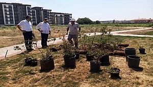 YENİ YEŞİL ALANLAR İÇİN ÇALIŞMALAR HIZLA SÜRÜYOR