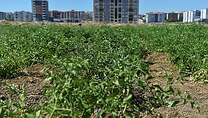 BELEDİYEMİZCE YETİŞTİRİLEN ÜRÜNLER ARTIK İYİ TARIM SERTİFİKALI