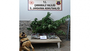 BİGA'DA UYUŞTURUCU OPERASYONU!