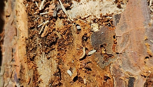 KARABİGA'DA ''DUMANSIZ YANGIN'' İLE MÜCADELE TÜM HIZIYLA DEVAM EDİYOR