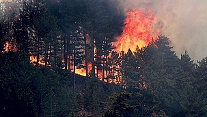 ORMANLIK ALANLARDA MANGAL YAKMAK YASAKLANDI!