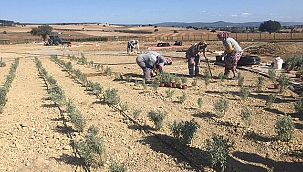 KENT MERKEZİNDE MİS KOKULU BİR BAHÇE: AROMATİK VE TIBBİ BİTKİLER PARKI