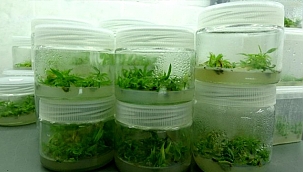 BAYRAMİÇ BEYAZI DOKU KÜLTÜRÜ YÖNTEMİYLE ÇOĞALTILDI