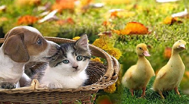 VALİ AKTAŞ'IN , DÜNYA HAYVANLARI KORUMA GÜNÜ MESAJI