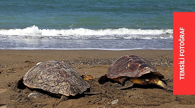 'CARETTA CERATTA' HABERİ GERÇEĞİ YANSITMIYOR!