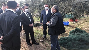 GEYİKLİ'DEKİ ZEYTİN HASADI, VALİ AKTAŞ'IN KATILIMIYLA GERÇEKLEŞTİRİLDİ