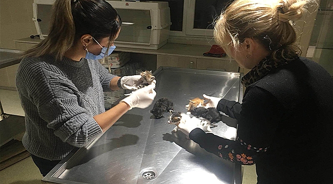 KEDİ KÖYÜNDE DÜZENLİ SAĞLIK KONTROLLERİ GERÇEKLEŞTİRİLİYOR